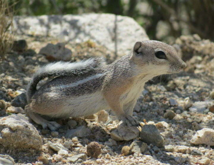 White-tailed Antelope Squirrel